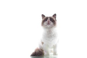 Portrait of a young Ragdoll cat on a white background photo