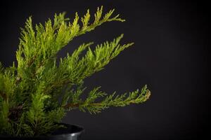 Juniper bush in a pot on a black background. photo