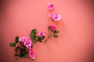 Branches of pink roses on pastel background from above photo
