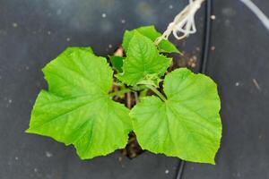 Young cucumber plant in greenhouse conditions in spring photo