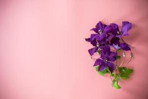 branch of purple clematis isolated on pink background, empty clean space for congratulations photo