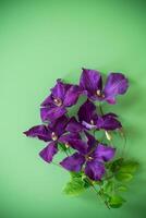 green background with clematis branch and space for text photo
