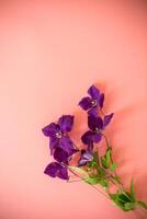 Isolated branch of clematis with petals on pink photo