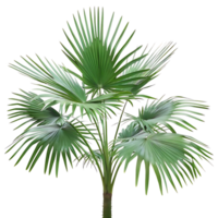 Palmetto Palm Tree Isolated on transparent Background for Design Use png