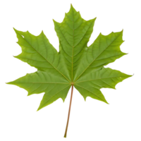 Green Maple Leaf Isolated on transparent Background png