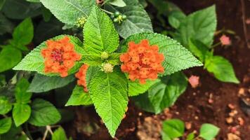 Saliara flower or lantana camara blooms with blurred background photo