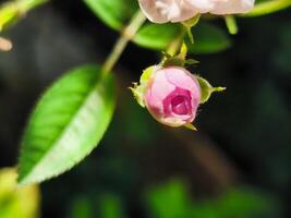 close up of mini pink rose flower with blurred background 3 photo