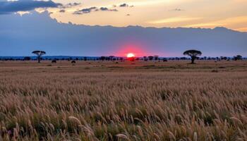 a wide savanna with tall dry grass, distant acacia trees, and the sun setting behind purple tinged clouds. photo
