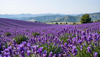 a valley full of lavender fields at full bloom, buzzing with bees and waving gently under a calm sky. photo