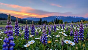 a field of lupines and daisies under a soft twilight sky, backed by distant snow covered peaks. photo