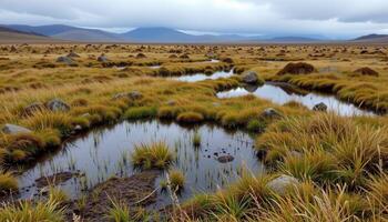 a highland bog filled with grasses and pools, quiet and windswept under gray skies. photo