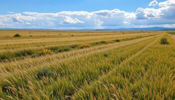 a flat prairie stretching endlessly, with wild grasses rustling and clouds building on the horizon. photo