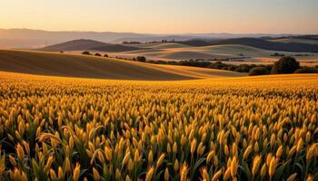 a rolling countryside blanketed in golden fields of grain, stretching into soft hills fading into twilight. photo