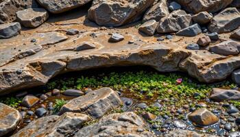a coastal shelf exposed at low tide, revealing barnacle covered rocks and tide pools teeming with plant life. photo