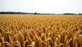 a golden wheat field stretching to the horizon, rippling in unison beneath a summer breeze. photo