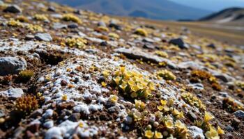 a high tundra landscape dotted with tiny alpine flowers and frost covered lichen. photo