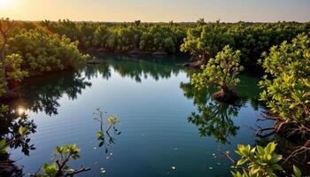 a secluded coastal lagoon, ringed with mangroves and glowing in the light of dawn. photo