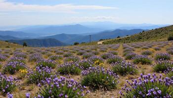 a remote plateau blanketed with wild thyme and lavender, buzzing only with wind. photo