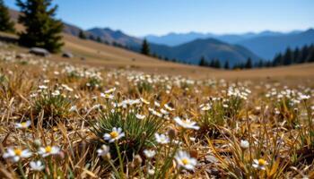 a dry alpine meadow with wildflowers swaying in a cool mountain breeze. photo