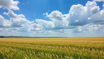 a vast grassland stretching to the horizon under a sky filled with fluffy white clouds. photo