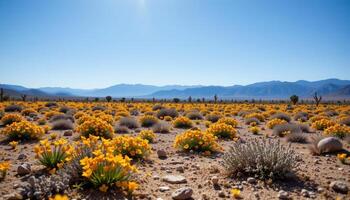 a desert plain scattered with wildflowers blooming after rare rains, under a bright sky. photo