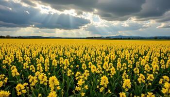 a field of yellow mustard flowers stretching into the horizon, with soft clouds casting patterns of light across the landscape. photo