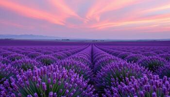 a magical scene of wind blowing across a lavender field, creating rippling waves of purple beneath a pink sky. photo