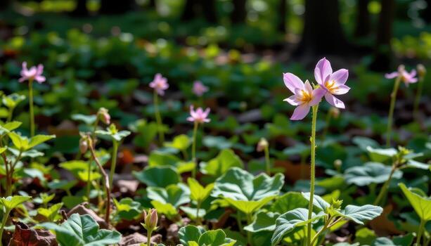 the deep forest floor is lit by small patches of wild columbine flowers, their unique shape glowing softly in shade. photo