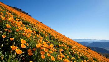 the slope of a high hill is covered in golden california poppies, glowing against the deep blue of the afternoon sky. photo