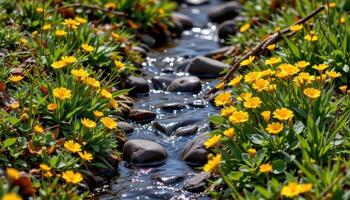 a narrow stream is lined with blooming marsh marigolds, their glossy yellow petals shining above water slicked rocks. photo