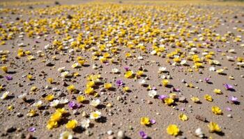 a flat desert plain comes alive with tiny desert blooms, blanketing the sand in yellow, white, and purple patches. photo