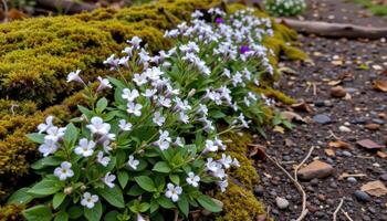 clusters of white and purple phlox bloom alongside an overgrown trail, where moss climbs over fallen logs and stones. photo