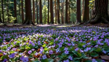 the petals of wild violets create soft patches of purple beneath towering pine trees in a secluded forest clearing. photo