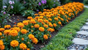 a bed of bright orange marigolds forms a glowing border along a gravel garden path, their colors vibrant against the stone. photo