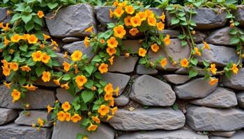 bright orange nasturtiums climb an old stone wall, their trailing vines twisting in intricate patterns. photo