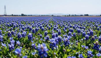 fields of bluebonnets stretch into the horizon, uninterrupted and glowing under a cloudless sky. photo