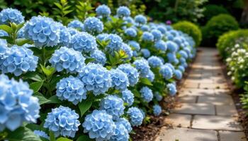 pale blue hydrangeas bloom in thick clusters along a shaded garden walkway, their petals soft and full. photo