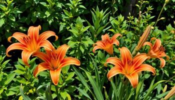 bright orange tiger lilies stand in bold contrast against a backdrop of lush green foliage on a sunny summer day. photo
