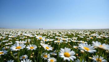 a field of delicate white daisies stretches endlessly beneath a clear blue sky, each bloom turning its face toward the sun. photo