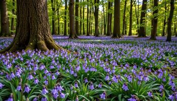 bluebells ring a quiet forest clearing, their delicate petals forming a carpet of soft violet beneath ancient trees. photo