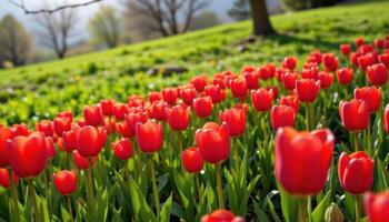 a patch of red tulips brightens a green hillside, their smooth photo