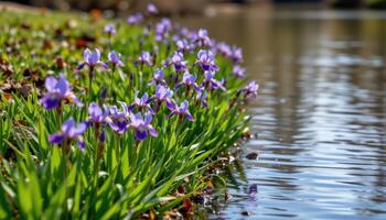 the gentle curve of a riverbank is lined with purple irises, their slender leaves dipping photo