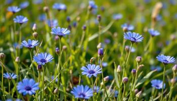 bright blue cornflowers bloom in a wild meadow, their slender stems swaying gently in the summer breeze. photo