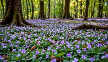 a patch of wild violets covers the forest floor in a carpet of soft purple beneath ancient trees. photo