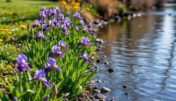 the gentle curve of a riverbank is lined with purple irises, their slender leaves dipping into calm water below. photo