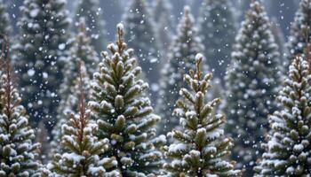 snow falling gently over a dense fir forest. photo