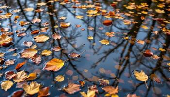 still mountain pond with fallen leaves floating. photo