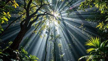 sunbeams piercing through jungle canopy. photo