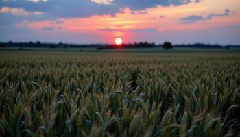 twilight glow over field of tall wheat. photo