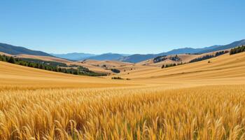 silent valley of golden grass under a wide blue sky photo